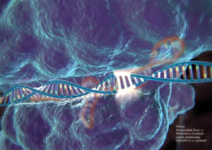 Screenshot of McGovern Institute video available at https://mcgovern.mit.edu/2019/01/01/crispr-in-a-nutshell/ and explaining CRISPR in a nutshell